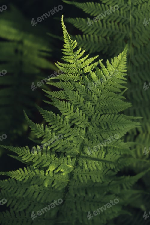 Preview: Natural ferns in forest blurred background. Green fern plants in nature landscape. Fresh green