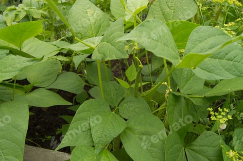 Preview: White color flower beans on green leaf background