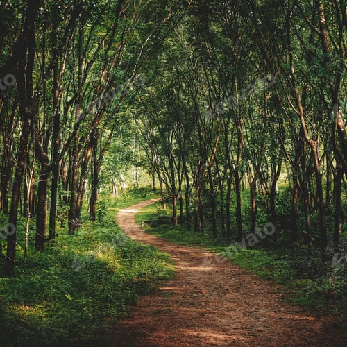 Preview: Beautiful Morning Forest Path Concept