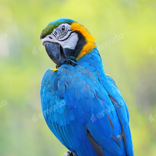 Preview: Blue and Gold Macaw