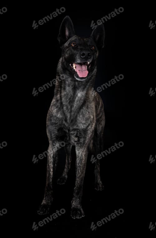 Preview: Dutch Shepherd in studio