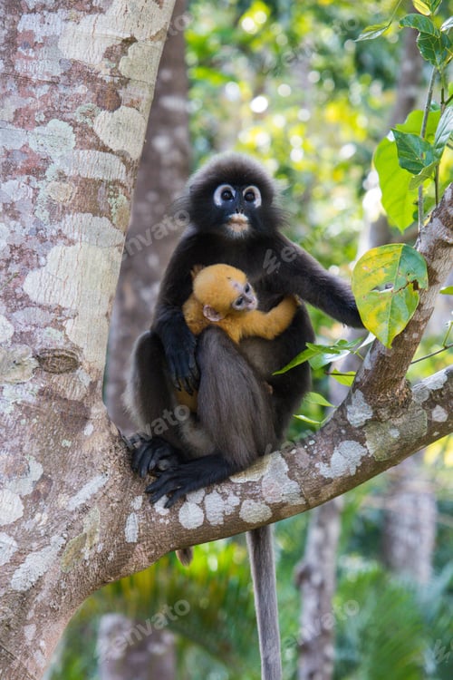 Preview: Vertical shot of a dusky leaf monkey with its baby hanging on on a branch