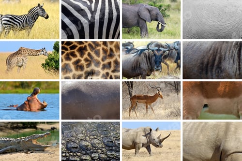 Preview: Collection of eight animals and their true skin textures