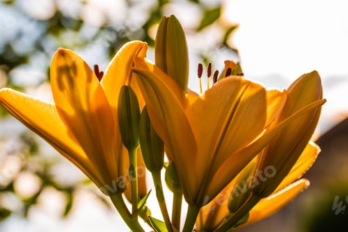 Preview: Yellow Madonna lily flower Lilium candidum with buds in nature. Background in nature. Detailed