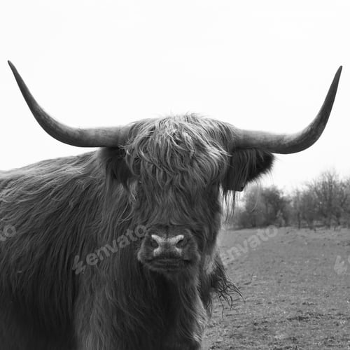 Preview: highlander close up
