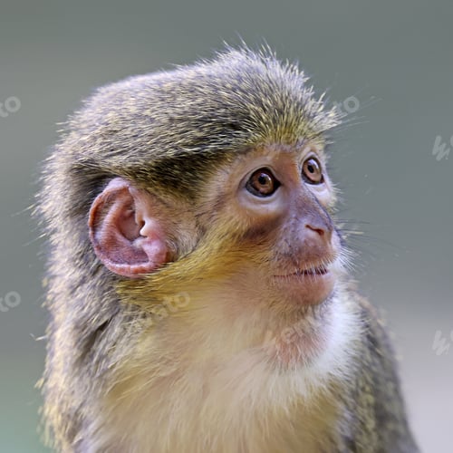 Preview: The Gabon talapoin (Miopithecus ogouensis), also known as the northern talapoin
