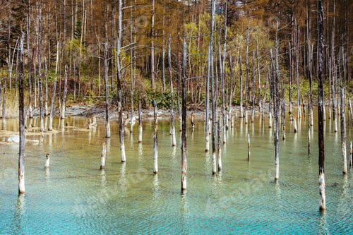 Preview: Enchanting Blue Pond (Aoiike) in Golden Autumn Forest, Biei, Hokkaido, Japan - Mirror-like Reflection of Azure Sky