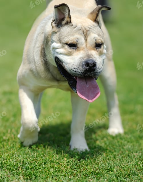 Preview: Dog in green grass