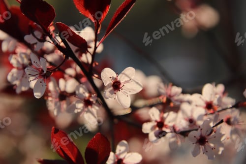 Preview: Sand cherry blossom zoomed in