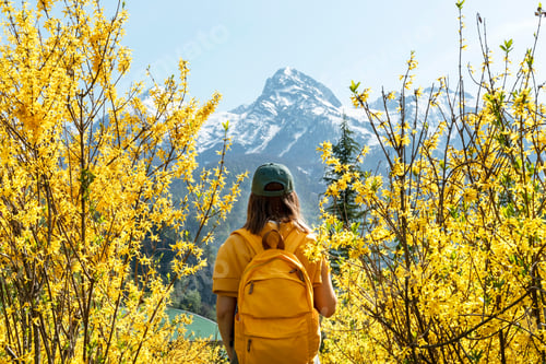Preview: rear view woman with yellow backpack among flowering forsythia bushes
against snowy mountain peaks