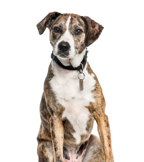 Preview: Mixed-breed dog sitting, cut out