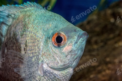Preview: Portrait of cichlid fish (Pterophyllum scalare)