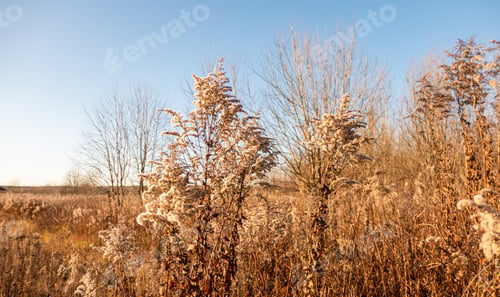 Preview: Dry reed against clear light blue sky on sunny day outdoors
