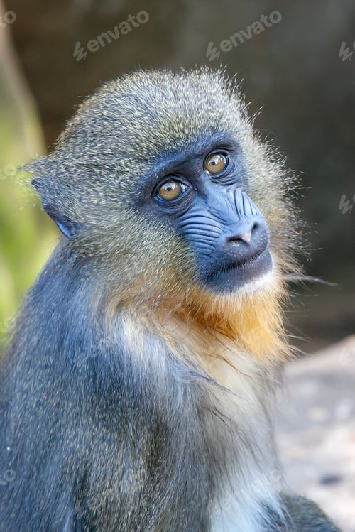 Preview: Close up of mandrill (Mandrillus sphinx)