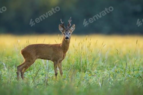 Preview: An observant roe deer buck standing on the flouring meadow