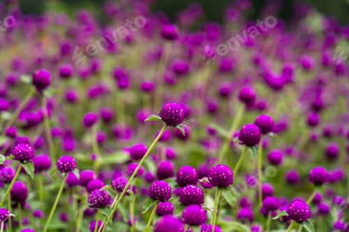 Preview: Closeup view of Globe Amaranth flower