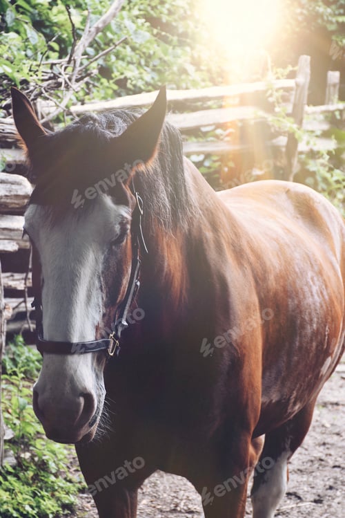 Preview: Beautiful brown horse on a farm with golden hour sunset in the background