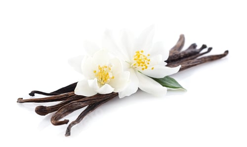 Preview: Jasmine flowers with vanilla on white background