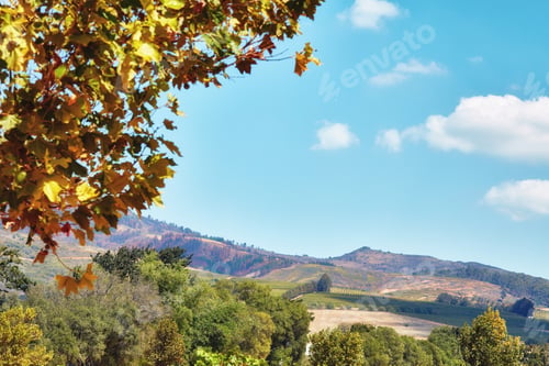 Preview: Flowers, plants and trees on mountain side in South Africa