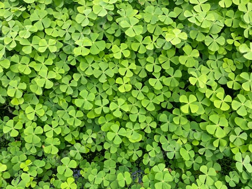 Preview: Close up of Marsilea Four leafed clover