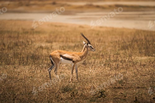 Vorschau: Thomsons Gazelle spaziert im Naturschutzgebiet Ngorongoro, Tansania