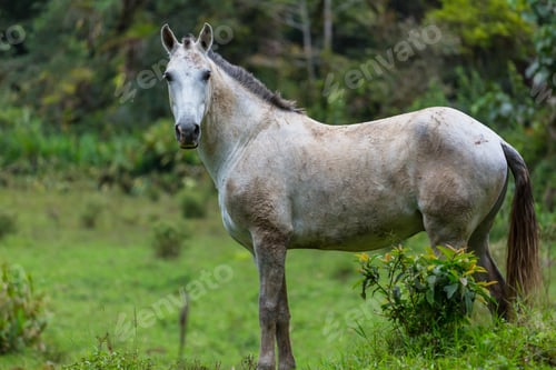 Preview: Horse