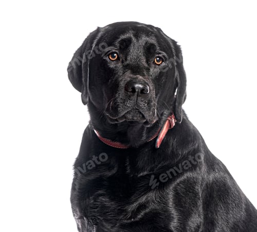 Preview: Black labrador retriever posing with red collar on white background
