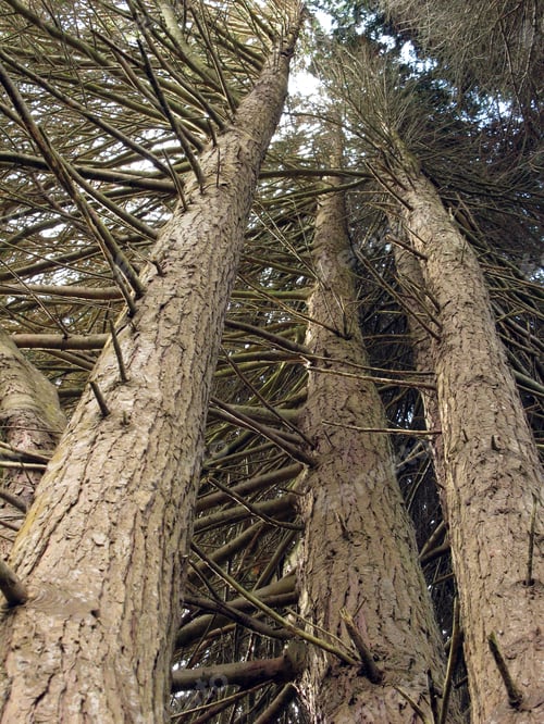 Preview: Forest - Karori Wildlife Sancutuary - New Zealand
