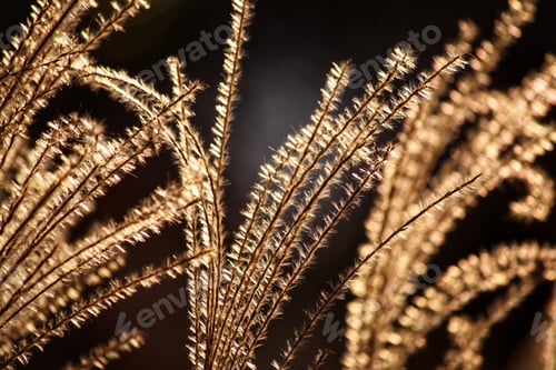 Preview: Plant fibers glowing in the late afternoon sunshine. Miscanthus Chinese silver grass