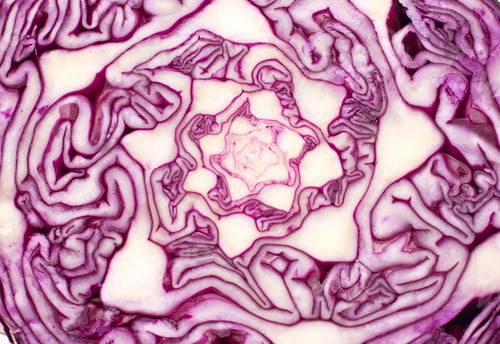 Preview: Close Up on Red Cabbage