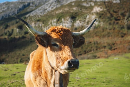 Preview: free cow in the mountain