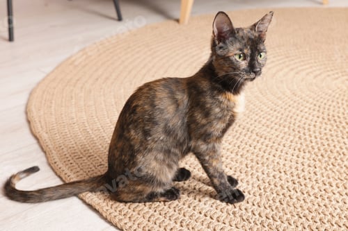 Preview: Cute cat sitting on floor at home