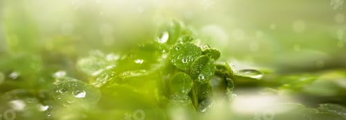 Preview: Beautiful green background with lawn clerical leaves after rain. Raindrops on green leaves on a