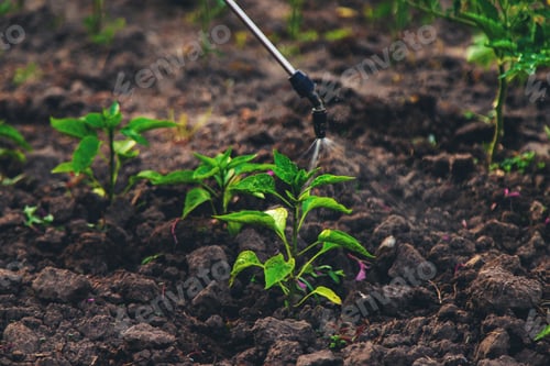 Preview: Spraying peppers in the garden. Selective focus.
