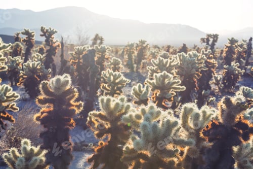 Preview: Cactus park