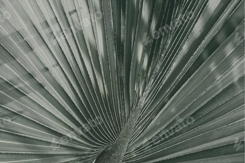 Preview: Close up of fan palm leaf textured background