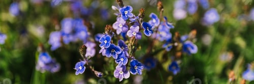 Preview: forget-me-not (myosotis sylvatica) flowers. first bright blue blooming little wildflowers in full bl