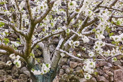 Preview: Cherry blossom in Jerte Valley, Caceres. Spring in Spain. Season
