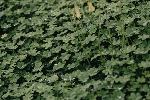 Preview: A background of a group of green flowers with water drops and strong shadows during spring