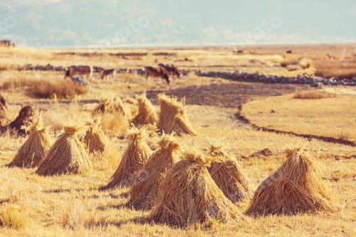 Preview: Hay