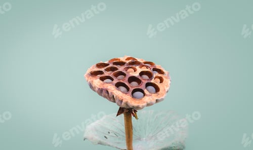 Preview: Close-up of lotus seed pods on a light green background with minimal style. Dry lotus flower