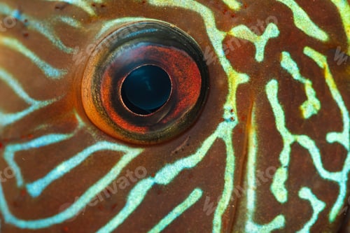 Preview: Colorful fish from the spieces Symphysodon discus macro of eye.