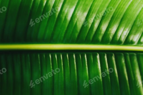 Preview: Tropical leaf macro