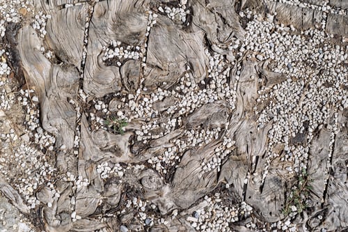 Preview: Texture Of A Cross-Section Of An Old Tree With Small Crushed Stone In Cracks For An Abstract