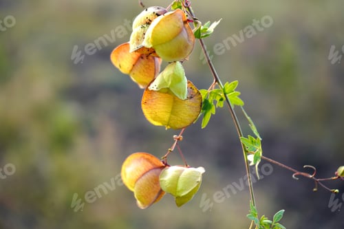 Preview: Wild plant in the meadow, Nature background.
