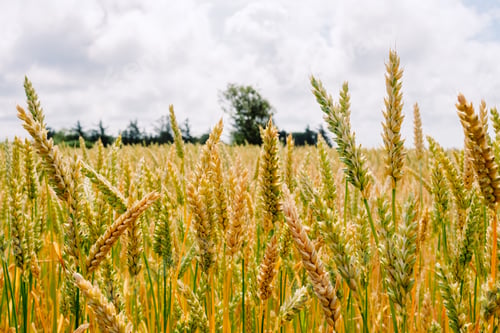 Preview: Detail of a cereal field with ripe grain, and blue sky in the background.