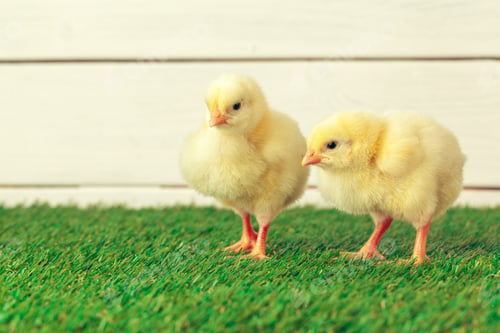 Preview: Little chicken on the grass