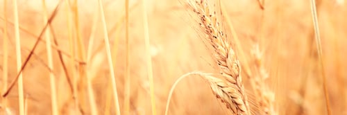 Preview: Wheat field