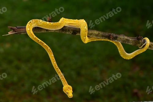 Preview: Python snake, The green tree python, Morelia viridis