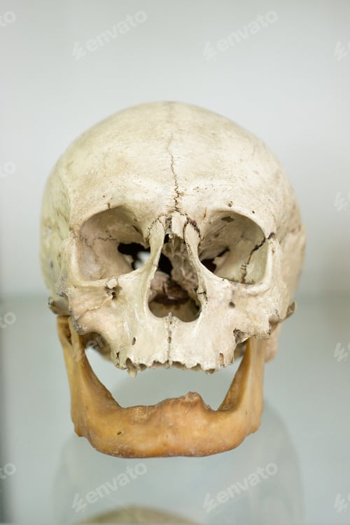 Preview: Human skull closeup